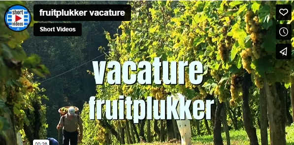 fruitplukker vacature